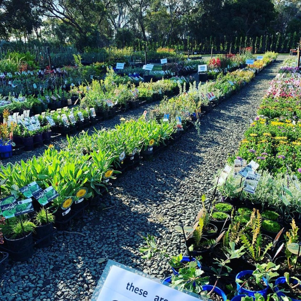 Products & Services Rochester Nursery Retail & Wholesale Native and